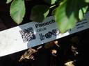 Showy Pinocchio rose photo