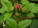 Maurice Lepelletier rose photo