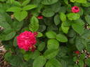 Maurice Lepelletier rose photo