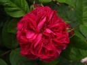 Maurice Lepelletier rose photo