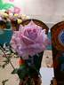 Blue Ocean rose photo