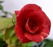 Abhishek rose photo