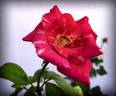 Abhishek rose photo