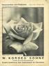 Geheimrat Duisberg rose photo