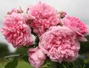 Sweet Laguna rose photo