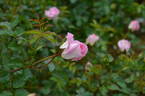 Dr. Harry Upshall rose photo
