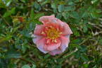 Dr. Harry Upshall rose photo