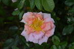 Dr. Harry Upshall rose photo