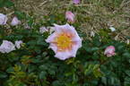Dr. Harry Upshall rose photo