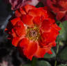 Farandole rose photo