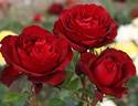 Annique rose photo