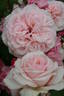 Clever Grethel rose photo