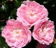 County ® Rose Cheshire rose photo