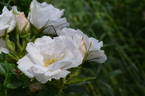 King J rose photo