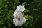 King J rose photo