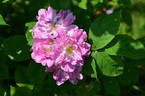 Lili Dieck rose photo