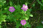 Lili Dieck rose photo