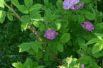 Lili Dieck rose photo