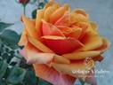 Cherry Brandy rose photo