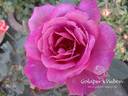 Fragrant Mauve rose photo