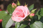 Bouquet de Mariée rose photo