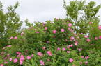 Carlos Dawn rose photo