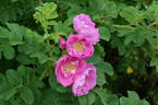 Carlos Dawn rose photo