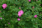 Carlos Dawn rose photo