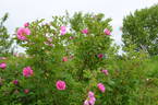Haris rose photo