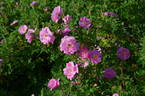Haris rose photo