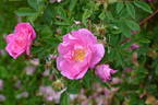 Haris rose photo