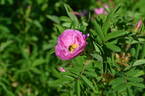 Haris rose photo