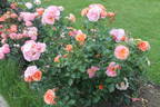Together Forever rose photo