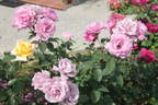Imaginaire Parfumée ® rose photo