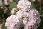 Florence Delattre ® rose photo