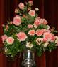 Knysna rose photo