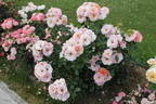 Together Forever rose photo