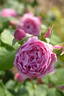 Endymion rose photo