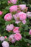 Endymion rose photo