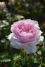 Euridice rose photo