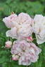 Cecil de Volanges rose photo