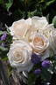 Elena Giuglaris rose photo