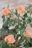 Yankee Doodle ® rose photo