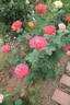La Passionata rose photo