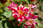 Roger Lambelin Striped rose photo