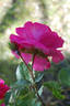 Crested Jewel rose photo