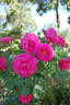 Crested Jewel rose photo