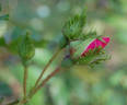 Crested Jewel rose photo