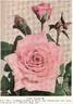 Linda Porter rose photo