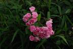 Napoléon rose photo